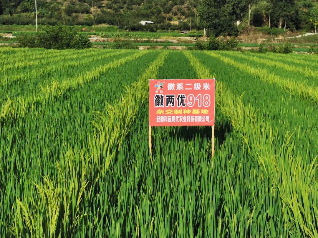 徽两优1577第一名高产稻种,徽两优985稻种简介
