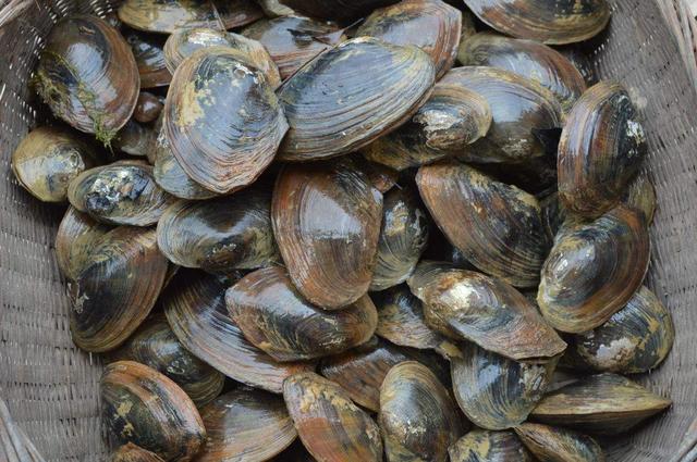 想在原生缸里放河蚌需要怎么处理,野生鱼它是如何繁殖的