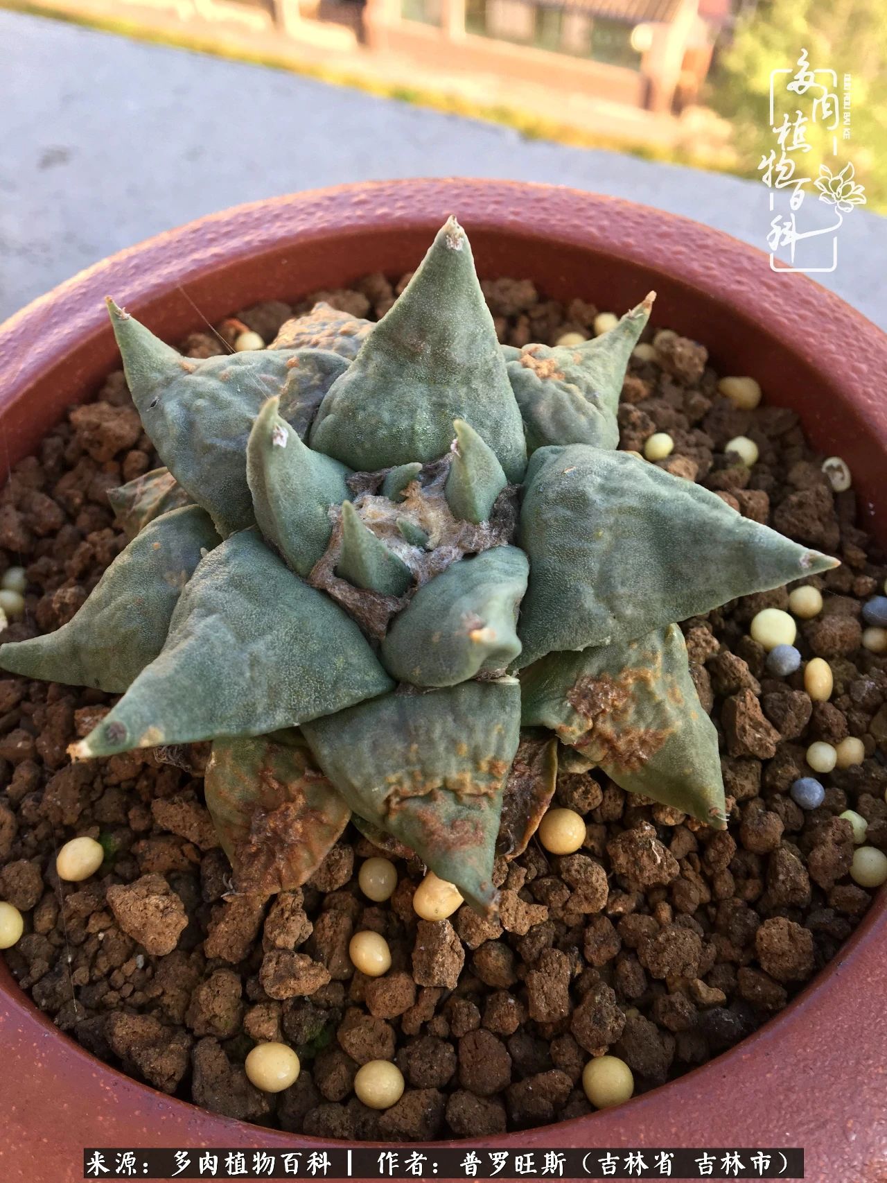 日日勤服侍，日日勤拂拭！服侍花儿，就是拂拭心灵