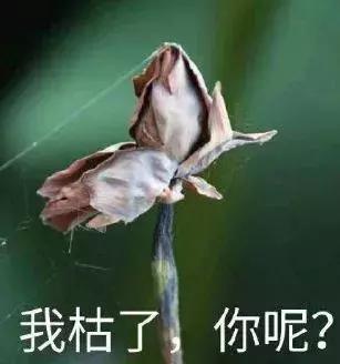 对天津人的称谓,天津人对女的怎么称呼