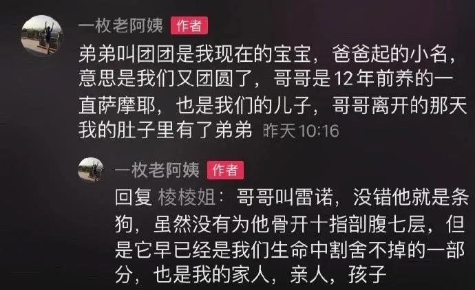 去世的小企鹅,死去的南极企鹅