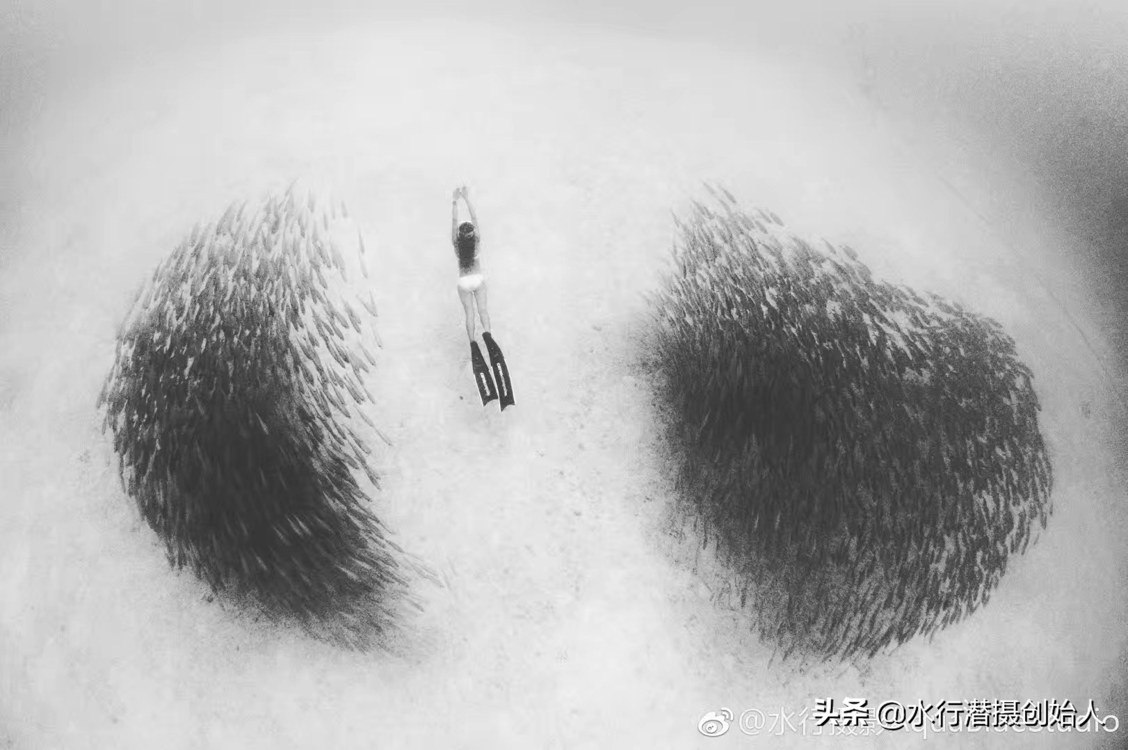 帕劳岛自由行潜水,帕劳水母湖自由潜视频