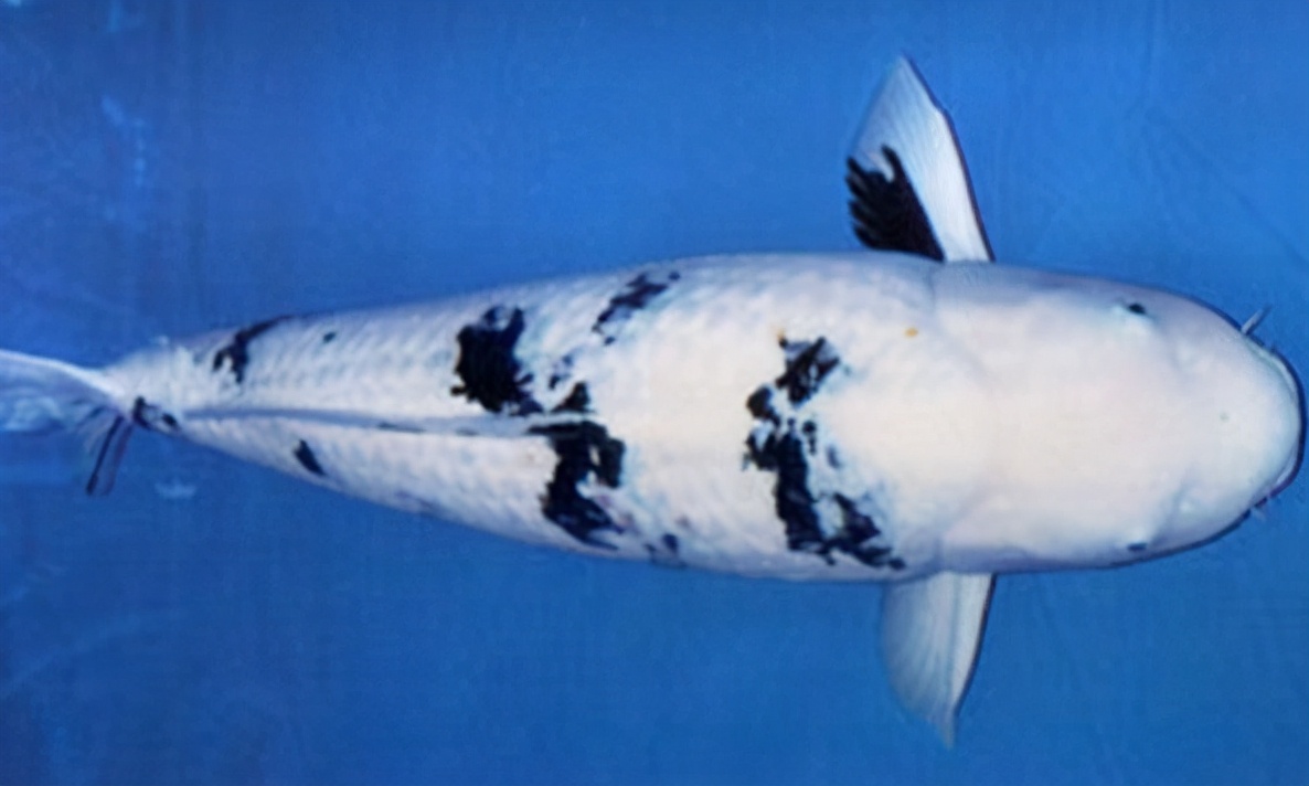 锦鲤的十三个大类名字叫什么,锦鲤十三鳞