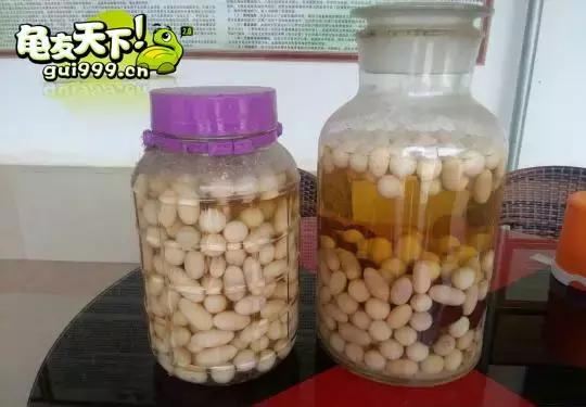 龟产蛋需要准备什么,龟产蛋后怎么护理