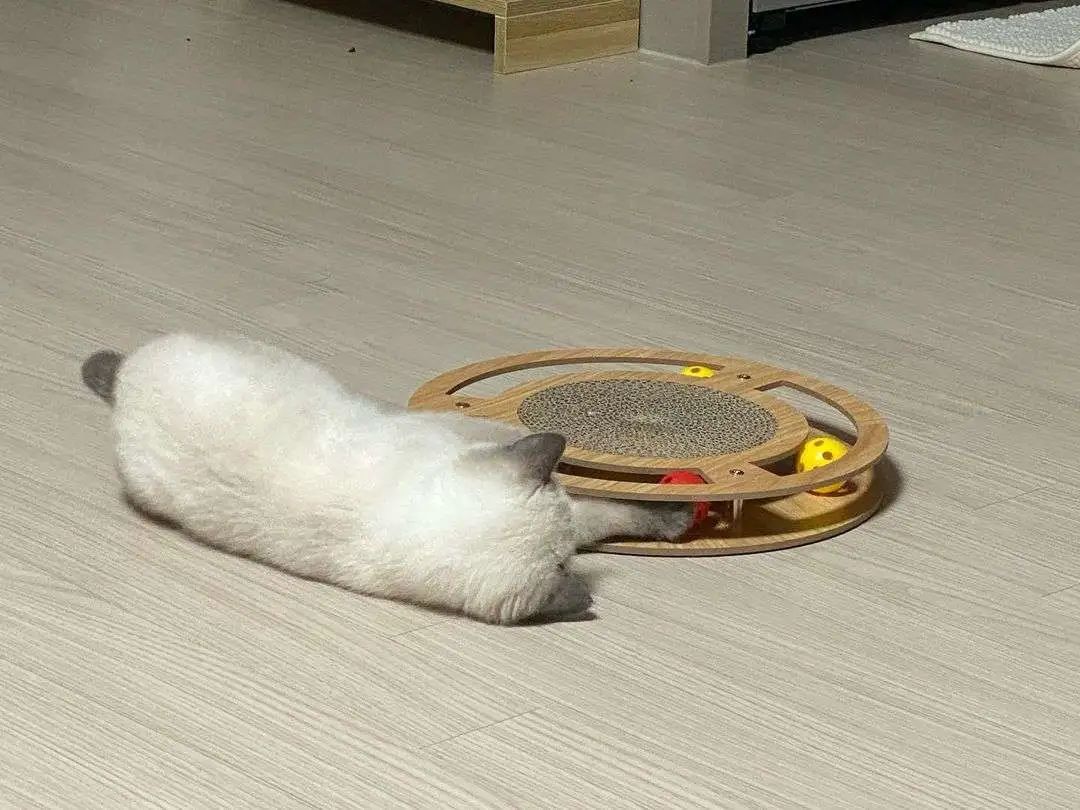 煤老板爆红完整版,煤老板ins