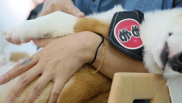 吸屁屁，短腿大耳肉嘟嘟，这家店进去就出不来了…