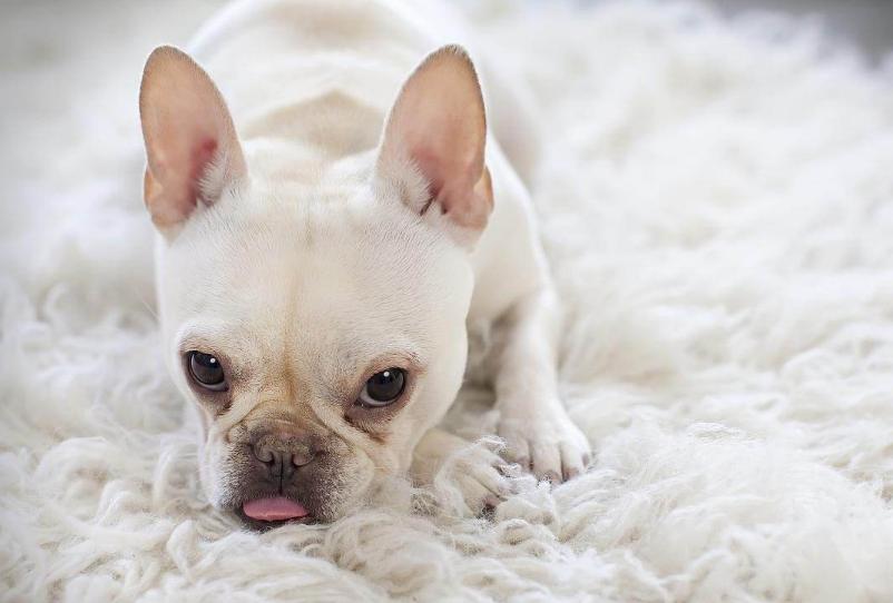 法斗犬喜欢叫吗,法斗犬讨人嫌