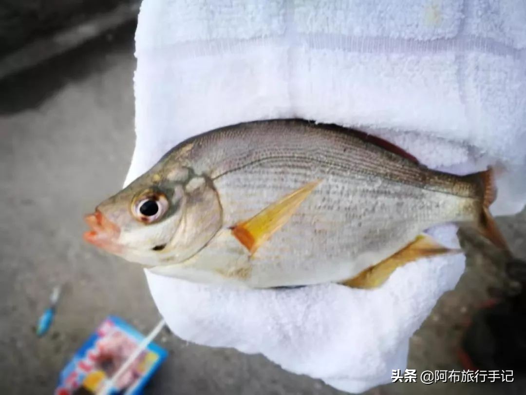 游钓鸣门海峡和濑户内海，天气不好，就算千年日本皇室渔场也不行