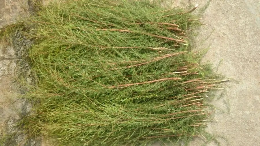 岗松用途,岗松的价值及图片