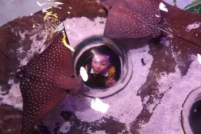 上海长风海洋世界五一,99元即可畅玩上海海昌海洋公园