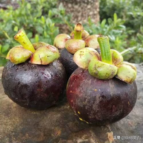 山竹的正确吃法怎么挑选山竹,怎么挑选到不会玻璃心的山竹