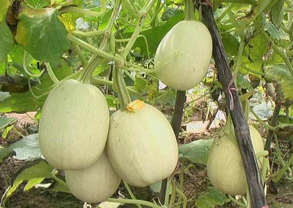 金丝瓜种植技术,露地金丝瓜栽培技术