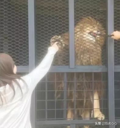 日本最危险的动物园进去视频,日本生死状动物园
