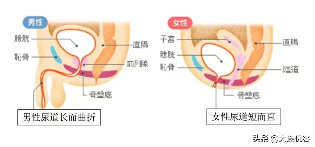 为什么女生尿尿需要纸巾擦，而男生不用？不能学男生抖抖吗？