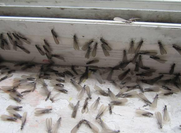 白蚁防治及综合治理技术方案,白蚁治理国家达标标准