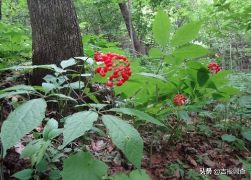 就是这么“牛”!吉林省这些特产入选中欧地理标志协定保护名单