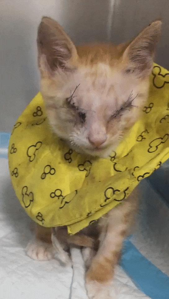 双目失明的猫怎么养,双目失明的猫有哪些