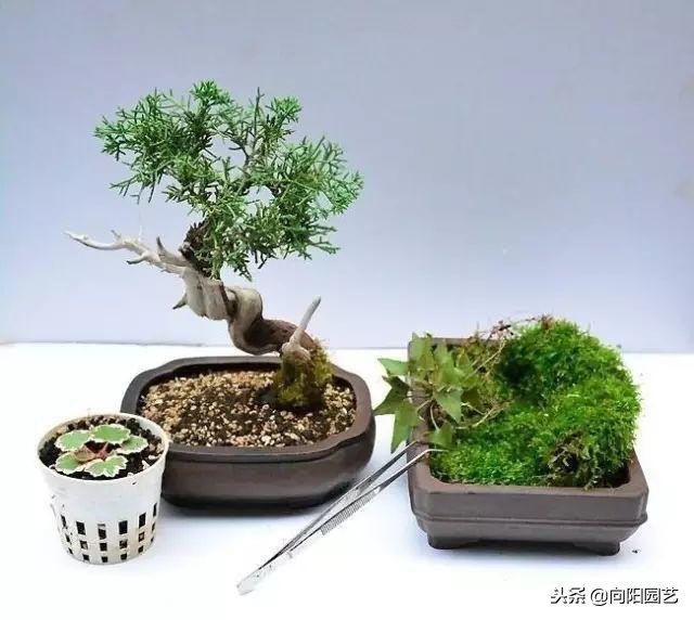盆景花盆自制,盆景自制教程视频
