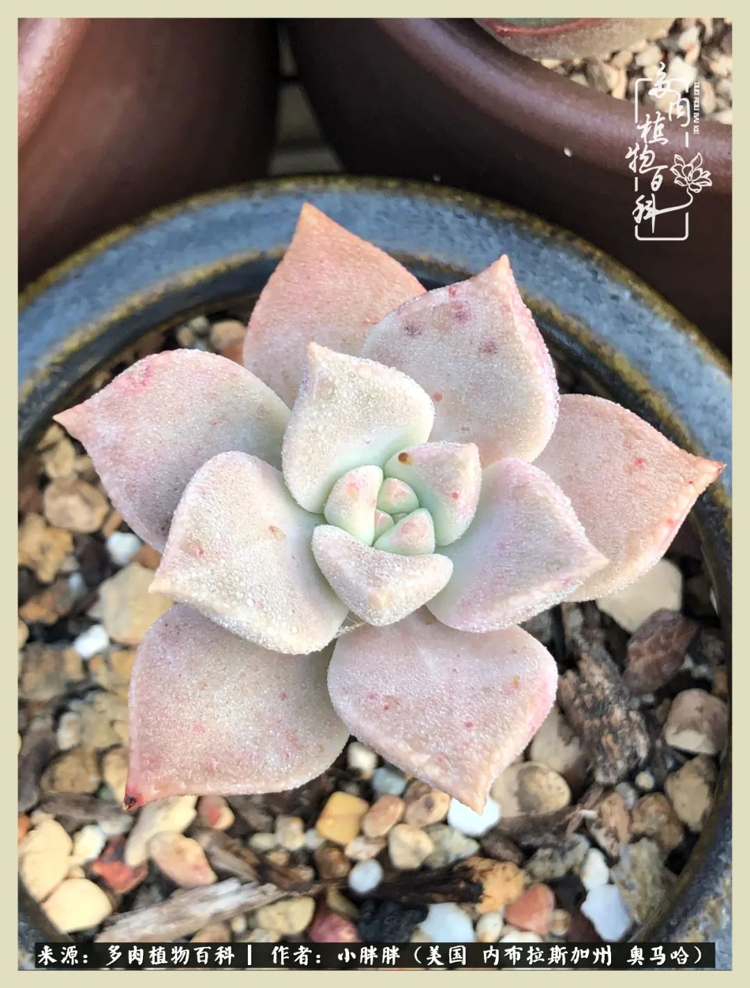 多肉小白入坑攻略,多肉小白2个月成功入坑