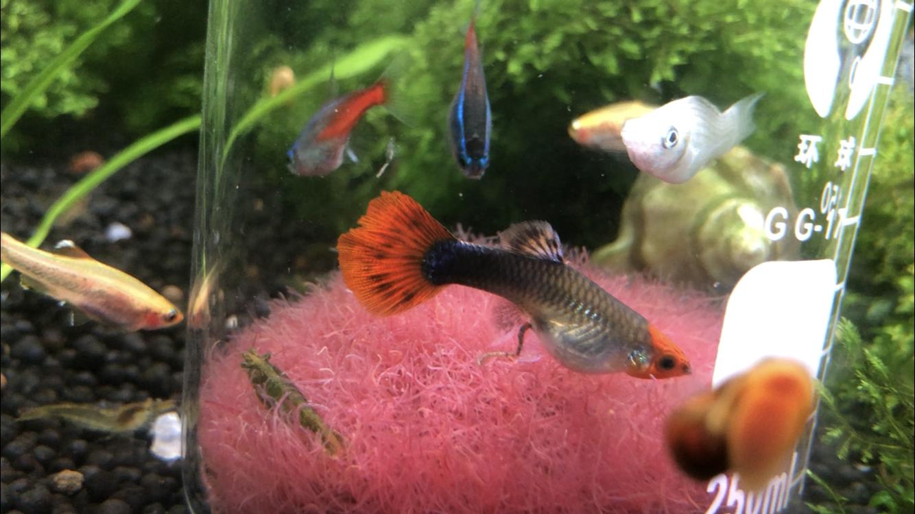 请问一下买回家的红线虫怎样饲养,红线虫是怎么伤害鱼儿的呢