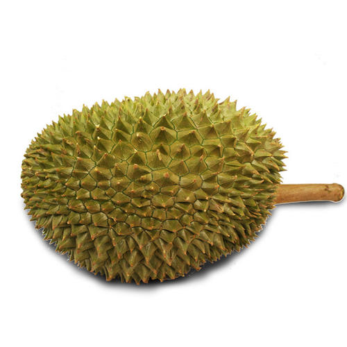 胎儿发育全过程标本,是否能看到胎儿的发育过程