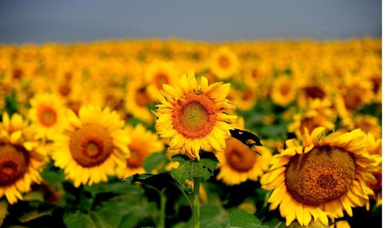 向日葵怎么养在瓶子里,向日葵怎么养啊