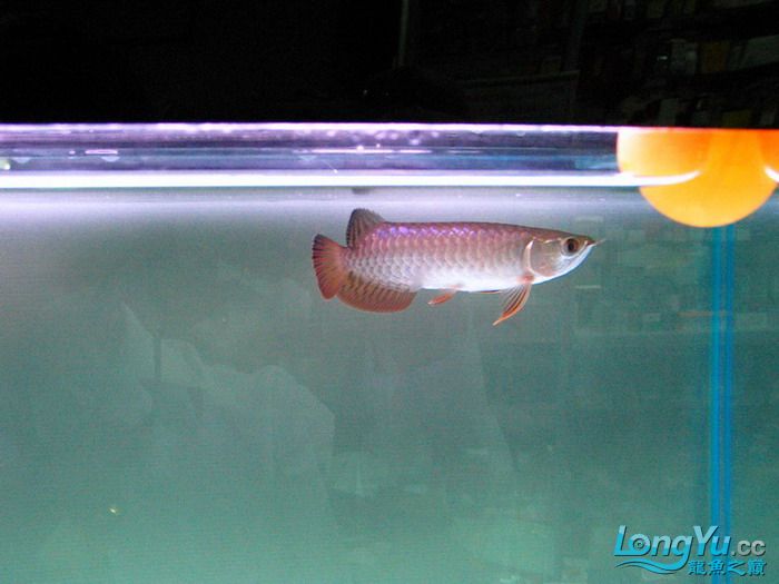 「全纪录」金龙鱼从高背到宝石到高背到B过,最终成为过背金龙鱼