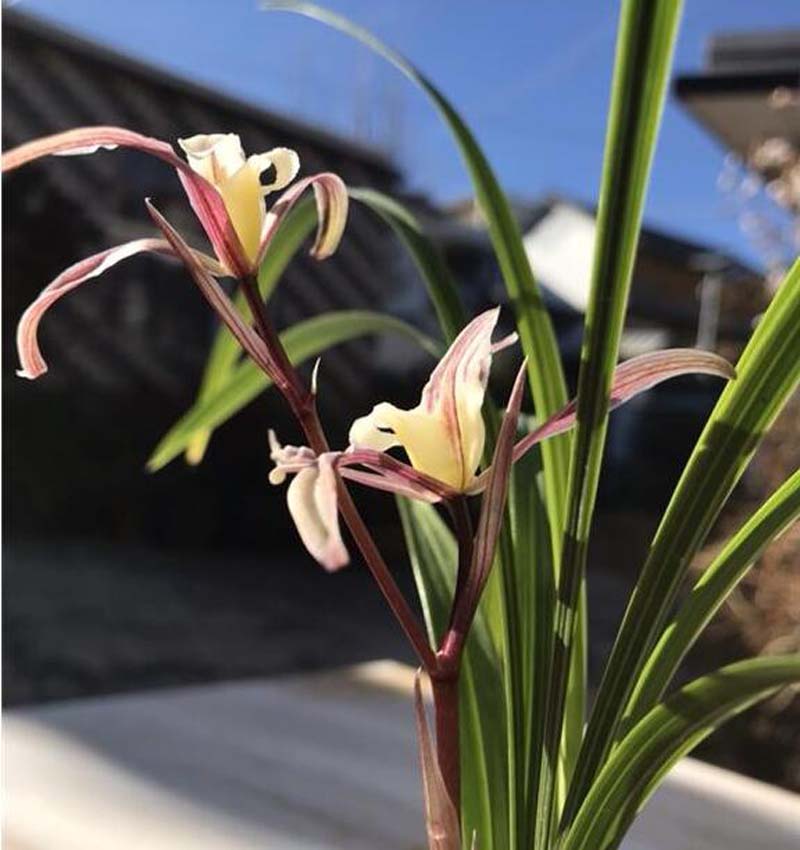 兰花药害和肥害有什么区别,兰花肥害的症状及解救方法