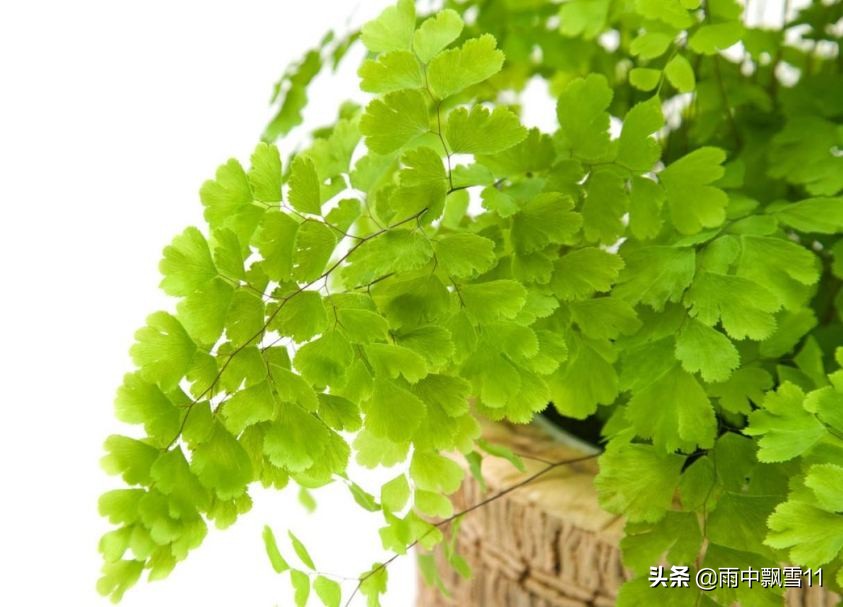 铁线蕨的养殖方法和注意事项盆栽,铁线蕨的养殖方法和注意事项大全