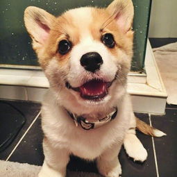 适合女生养的中小型犬排行榜,小型犬女生