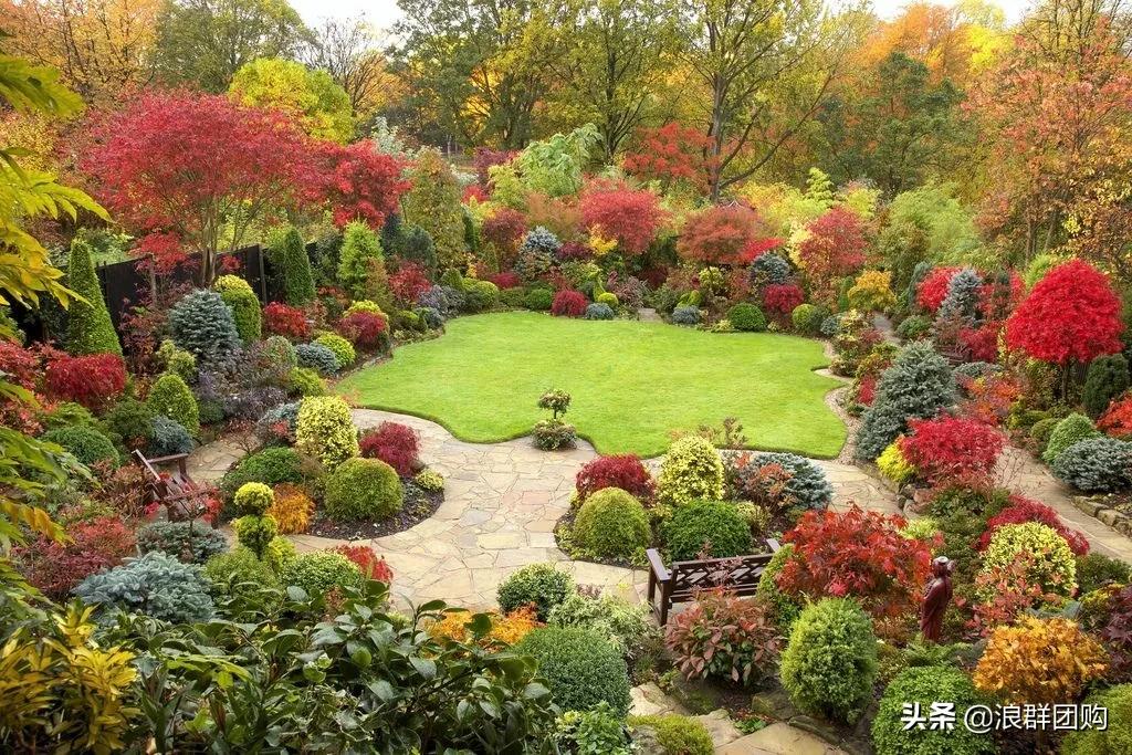 中式庭院藤类植物,枫树和紫藤
