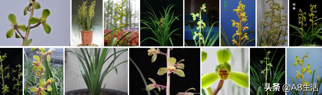 蒙山之春此花浓妆艳抹，彩块鲜红，是养兰人争相收藏的精品