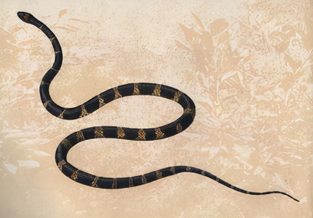 农村老人说不能杀蛇，难道说报纸上关于蛇报复人的报道，是真的？