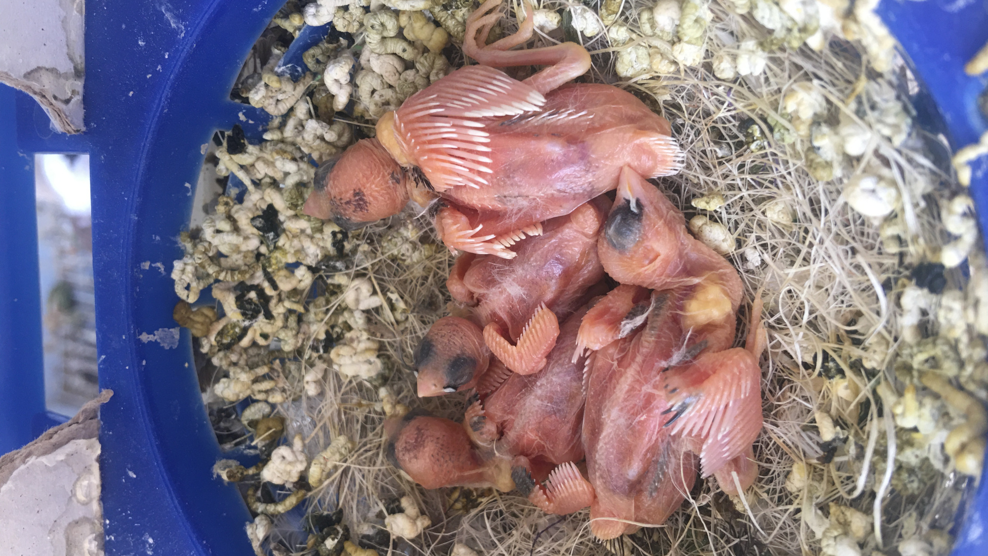 雏鸟不主动索食,不会张嘴的雏鸟怎么喂食