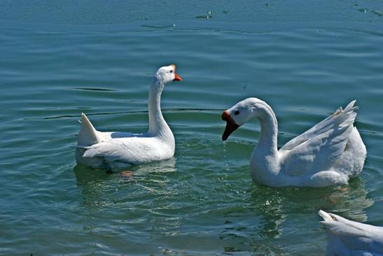 一只蛋鹅的成本和利润,大鹅养殖利润及成本