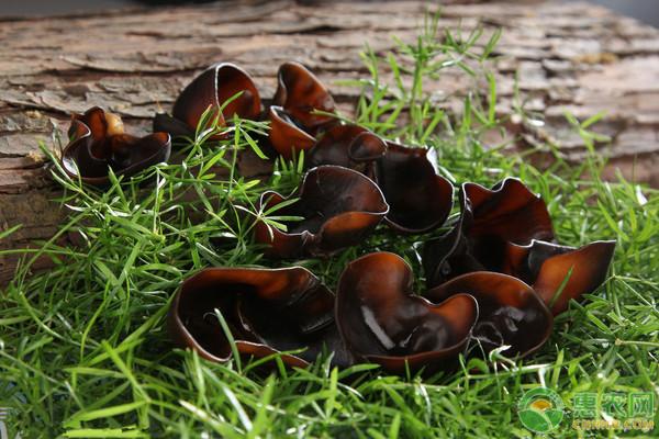 黑木耳菌棒的种植技术,黑木耳种植技术菌种培育方法