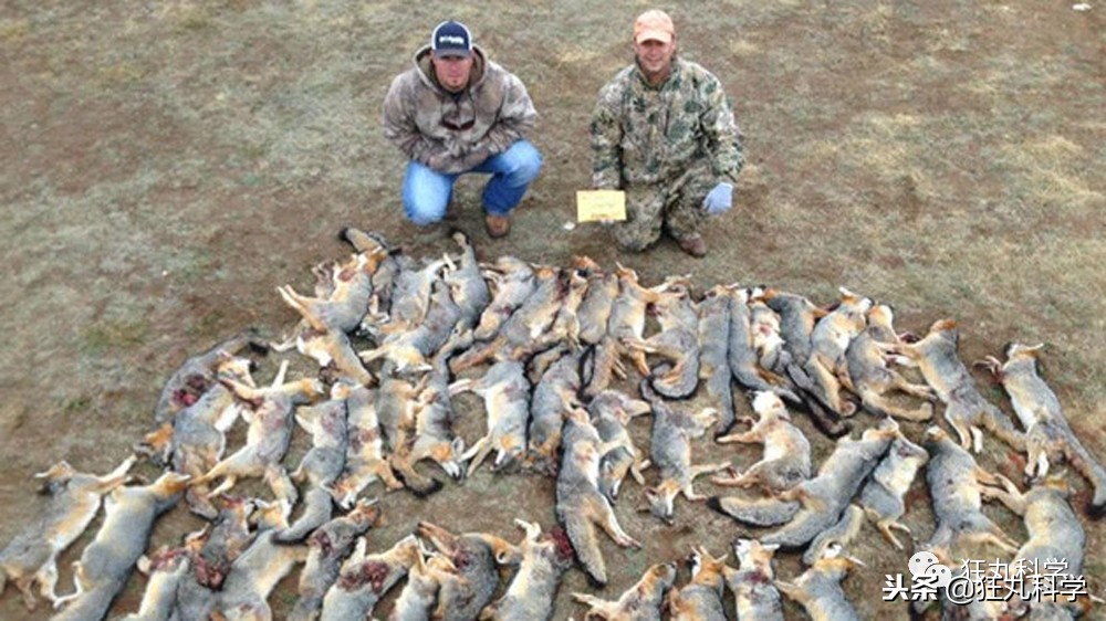 真正的狼灭：美国农场主一夜*击狙**45只郊狼，全套黑科技开挂了