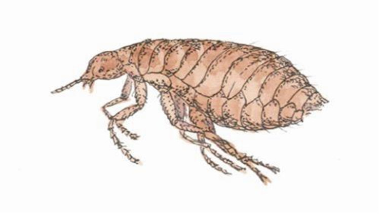 怎么样防治跳蚤最有效,怎么防治跳蚤