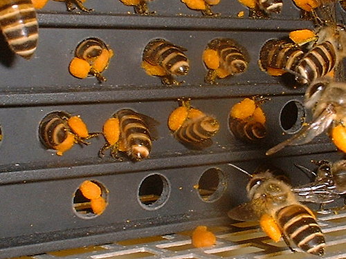 吃什么养发固发生发不脱发,养发生发固发最好的方法