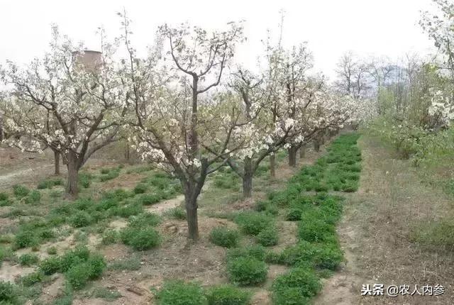 梨树高产秘方,梨树栽培技术及病虫害防治措施