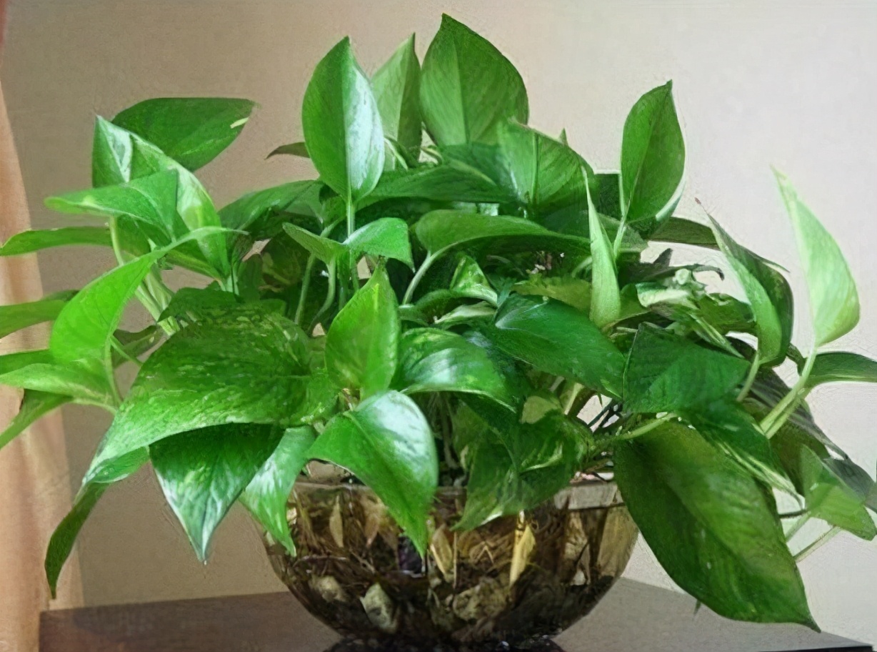 聚水为财是什么意思,招财花卉能水养吗