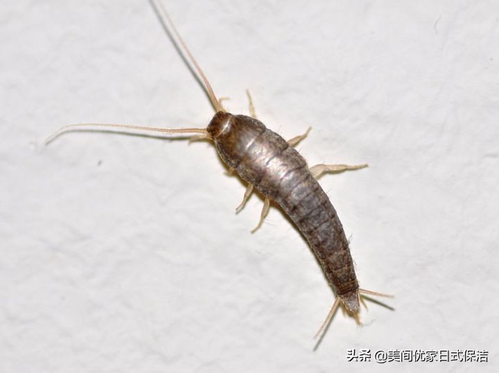 家居常见虫图片大全,家居虫类科普图文