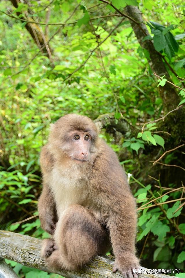 二郎山喇叭河看鹿,二郎山喇叭河看日出攻略
