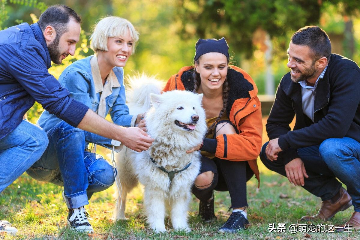 微笑天使萨摩耶有多乖,微笑天使萨摩耶优缺点