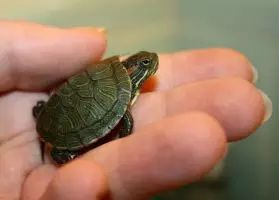 2岁宝宝吃生鸡蛋会怎样,一岁宝宝吃生鸡蛋要紧不