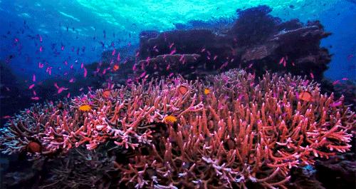 李湘同款面膜法国免洗面膜,v脸提拉面膜李湘推荐