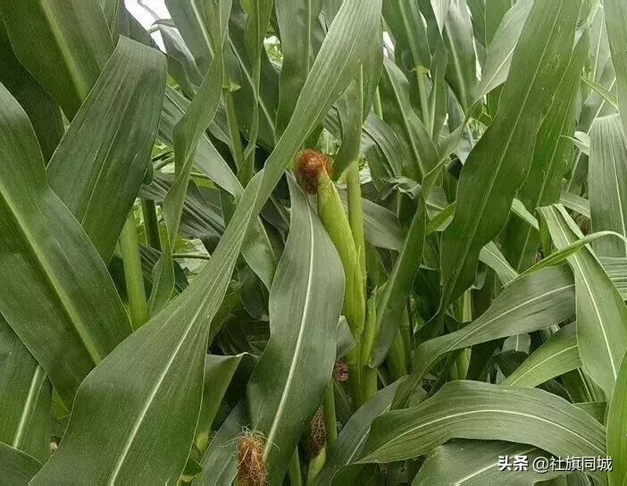 南阳玉米地航拍,南阳社旗玉米地风景