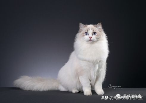 怎么能让猫毛有光泽,如何让猫毛光滑漂亮