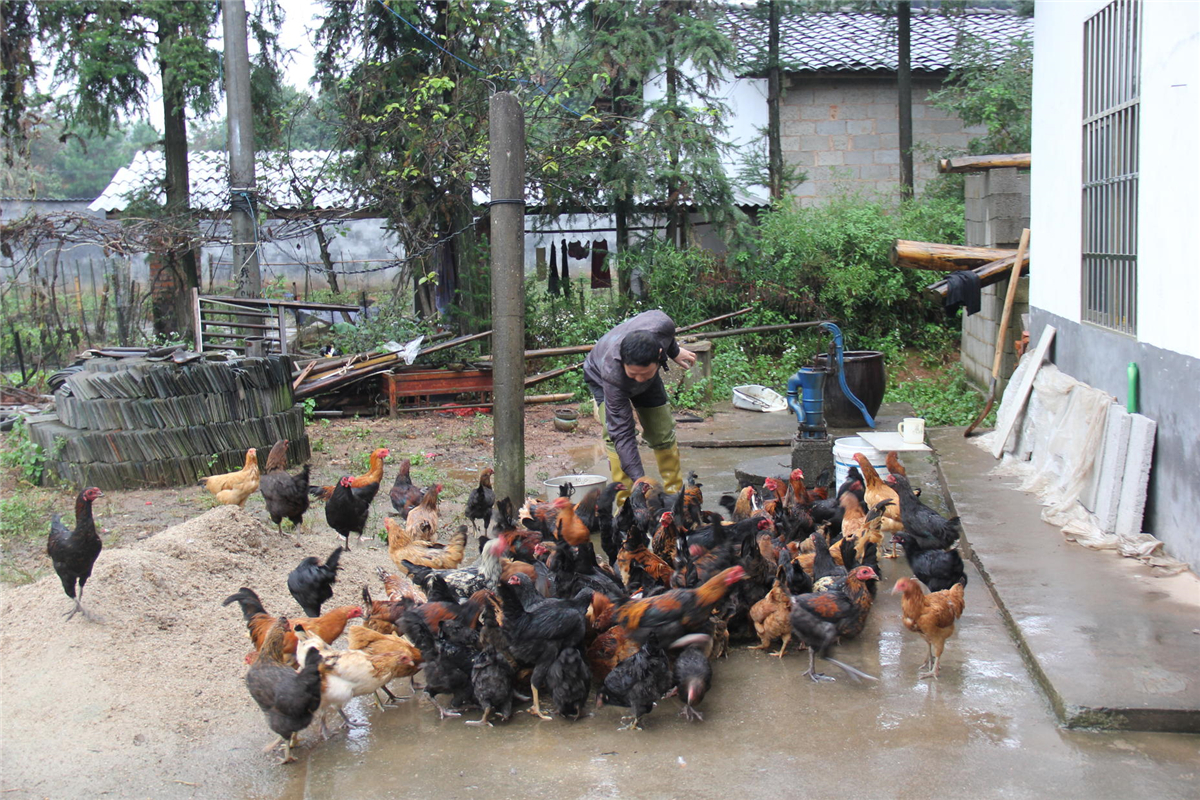 打出产业扶贫组合拳,打好组合拳培养乡村振兴生力军