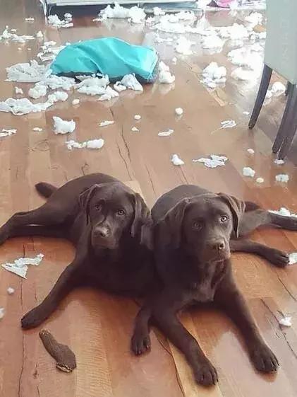 哈士奇把主人的家拆了,被哈士奇拆的家